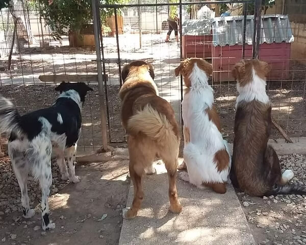 life with a dog in porto